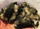 Miniature Schnauzer Puppies for sale in Springfield, MO, USA. price: NA