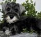 Miniature Schnauzer Puppies for sale in Galveston, TX, USA. price: $550