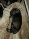 Miniature Schnauzer Puppies for sale in Riverview, FL, USA. price: NA