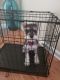 Miniature Schnauzer Puppies for sale in Lawrenceville, GA, USA. price: $2,000