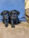 Miniature Schnauzer Puppies for sale in Bloomington, IN 47404, USA. price: $850