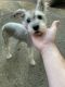 Miniature Schnauzer Puppies for sale in Conroe, TX, USA. price: NA