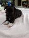 Miniature Schnauzer Puppies for sale in Pomeroy, OH, USA. price: NA