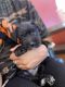 Miniature Schnauzer Puppies for sale in Winston-Salem, NC, USA. price: NA