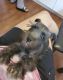 Miniature Schnauzer Puppies for sale in Reading, PA 19602, USA. price: $1,500