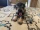 Miniature Schnauzer Puppies for sale in Hudson, WI 54016, USA. price: $1,800