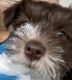 Miniature Schnauzer Puppies for sale in Huntsville, AL, USA. price: NA
