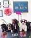 Miniature Schnauzer Puppies for sale in Chicago, IL, USA. price: NA