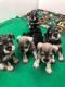 Miniature Schnauzer Puppies for sale in Hastings, MN 55033, USA. price: NA
