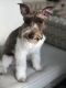 Miniature Schnauzer Puppies for sale in Cypress, TX, USA. price: NA
