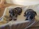 Miniature Schnauzer Puppies for sale in Morristown, NJ 07960, USA. price: $1,200