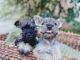 Miniature Schnauzer Puppies for sale in New York, NY, USA. price: $2,500