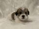 Miniature Schnauzer Puppies for sale in La Habra Heights, CA, USA. price: NA
