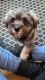 Miniature Schnauzer Puppies for sale in Stafford, VA 22554, USA. price: NA