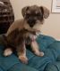 Miniature Schnauzer Puppies for sale in Atlanta, GA, USA. price: $1,600