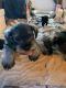 Miniature Schnauzer Puppies for sale in McDonough, GA 30252, USA. price: $800