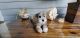 Miniature Schnauzer Puppies for sale in Miami, FL 33187, USA. price: NA