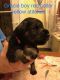 Miniature Schnauzer Puppies for sale in 1273 Old State Hwy 20, Alexander, NC 28701, USA. price: $900