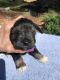 Miniature Schnauzer Puppies for sale in Tucker, GA, USA. price: $1,000