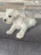 Miniature Schnauzer Puppies for sale in Bellflower, CA, USA. price: NA