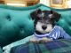 Miniature Schnauzer Puppies for sale in Roswell, GA, USA. price: NA