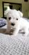 Miniature Schnauzer Puppies for sale in San Bernardino, CA 92411, USA. price: $1,500