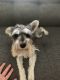 Miniature Schnauzer Puppies for sale in 18285 Kerrville Trail, Lakeville, MN 55044, USA. price: $400