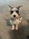 Miniature Schnauzer Puppies for sale in Wichita, KS, USA. price: $300
