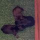 Miniature Schnauzer Puppies for sale in Glen St Mary, FL 32040, USA. price: NA