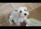 Miniature Schnauzer Puppies for sale in San Bernardino, CA 92408, USA. price: $1,500