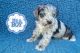 Miniature Schnauzer Puppies for sale in Tonopah, AZ 85354, USA. price: $1,850