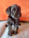 Miniature Schnauzer Puppies for sale in Tonopah, AZ 85354, USA. price: $850