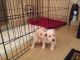 Miniature Schnauzer Puppies for sale in Manchester, KY 40962, USA. price: $300