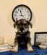 Miniature Schnauzer Puppies for sale in Shoals, IN 47581, USA. price: $800