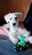 Miniature Schnauzer Puppies for sale in Moundsville, WV 26041, USA. price: $400