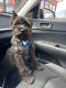Miniature Schnauzer Puppies for sale in Parma Heights, OH 44130, USA. price: NA