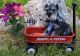 Miniature Schnauzer Puppies for sale in Vernal, UT 84078, USA. price: NA