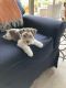 Miniature Schnauzer Puppies for sale in Green Valley, AZ, USA. price: NA