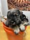 Miniature Schnauzer Puppies for sale in West Springfield, MA 01089, USA. price: $1,850