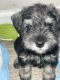 Miniature Schnauzer Puppies for sale in North Charleston, SC 29406, USA. price: $1,850