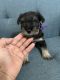 Miniature Schnauzer Puppies for sale in North Charleston, SC 29406, USA. price: $1,650
