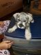 Miniature Schnauzer Puppies for sale in Hemet, CA, USA. price: NA