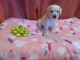 Miniature Schnauzer Puppies for sale in Alturas, CA 96101, USA. price: NA