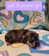 Miniature Schnauzer Puppies for sale in Defiance, OH 43512, USA. price: $2,000