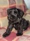 Miniature Schnauzer Puppies for sale in Duarte, CA, USA. price: NA