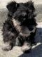 Miniature Schnauzer Puppies for sale in Fresno, CA 93725, USA. price: NA