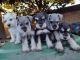 Miniature Siberian Husky Puppies for sale in Canoga Park, Los Angeles, CA, USA. price: NA