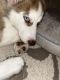 Miniature Siberian Husky Puppies for sale in Bellefontaine Neighbors, MO, USA. price: $650