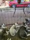 Miniature Siberian Husky Puppies for sale in Millington, TN 38053, USA. price: NA