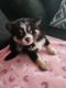 Miniature Siberian Husky Puppies for sale in DeLand, FL, USA. price: $1,000